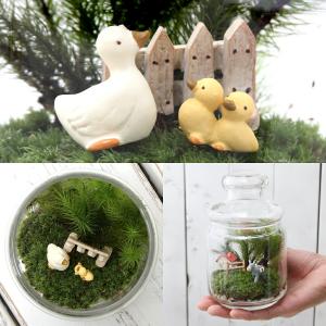 (観葉植物)苔テラリウム アニマルランド アヒ...の詳細画像1