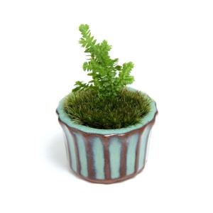 （山野草）苔盆栽　クラマゴケ　豆鉢植え（１鉢）