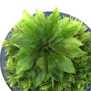 (山野草)苔盆栽 オオカサゴケ 豆鉢植え(1鉢)の詳細画像1