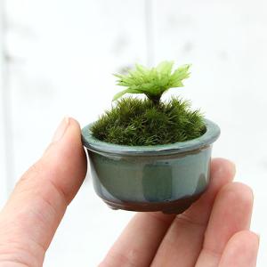 (山野草)苔盆栽 オオカサゴケ 豆鉢植え(1鉢)の詳細画像2