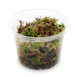 （観葉植物）テラリウム　苔　カップ売り　国産　生ミズゴケ（生水苔）（１カップ）