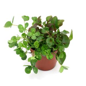 （ビオトープ）水生植物　メダカの鉢にも入れられる水生植物　ムチカとアルターレッドの寄せ植え（無農薬）（１ポット）（アルター挿したて）