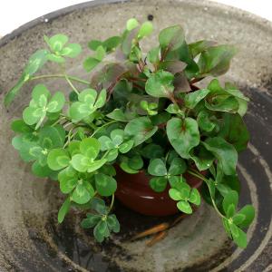 (ビオトープ)水生植物 メダカの鉢にも入れられ...の詳細画像1