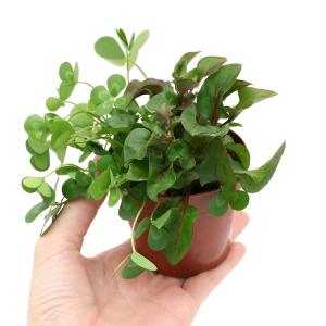 (ビオトープ)水生植物 メダカの鉢にも入れられ...の詳細画像2