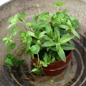 (ビオトープ)水生植物 メダカの鉢にも入れられ...の詳細画像1