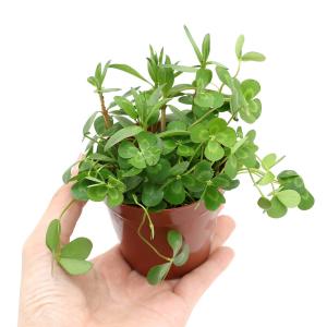 (ビオトープ)水生植物 メダカの鉢にも入れられ...の詳細画像2