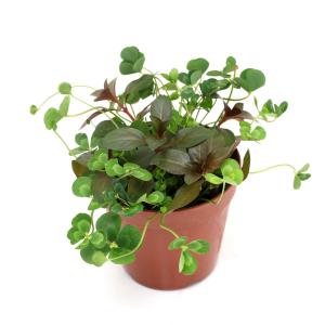 （ビオトープ）水生植物　メダカの鉢にも入れられる水生植物　ムチカとルビンの寄せ植え（１ポット）（ルビン挿したて）（休眠状態）