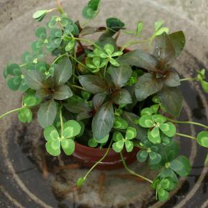 (ビオトープ)水生植物 メダカの鉢にも入れられ...の詳細画像1