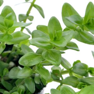 （ビオトープ）水生植物　ウォーターバコパ（１ポット）抽水植物（休眠状態）