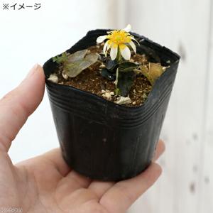 (山野草)品種系ヒメリュウキンカ 紫葉 2.5...の詳細画像1