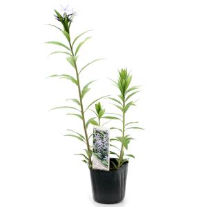 (ビオトープ)水生植物 チョウジソウ(1ポット...の詳細画像1