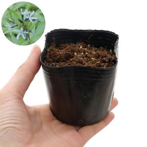 (ビオトープ)水生植物 チョウジソウ(1ポット...の詳細画像2