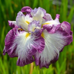 （ビオトープ）水生植物　花菖蒲　中禅寺湖（チュウゼンジコ）肥後系青紫弁元筒白六英大輪花（１ポット）（休眠状態）