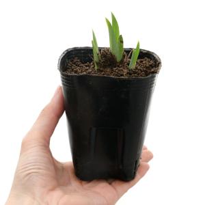 (ビオトープ)水生植物 花菖蒲 潮流(チョウリ...の詳細画像1