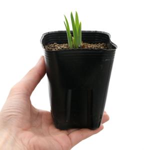 （ビオトープ）水生植物　花菖蒲　藤勝見（フジカツミ）江戸系薄藤色地濃筋入五英半台咲（１ポット）（休眠状態）