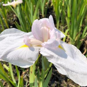 （ビオトープ）水生植物　花菖蒲　春眠（シュンミン）伊勢系薄桃垂咲中輪三英花（１ポット）（休眠状態）