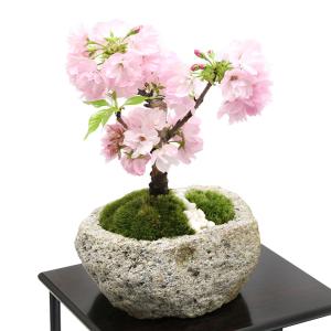 （盆栽）苔盆栽　アサヒヤマサクラ（旭山桜）　白溶岩石鉢　Ｍサイズ（１鉢）　化粧砂付き