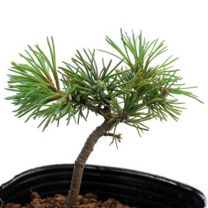 （山野草）盆栽　マツ（松）小苗ゴヨウマツ（五葉松）　樹高１０ｃｍ程度　２．５〜３号（１ポット）｜charm 第2ヤフー店