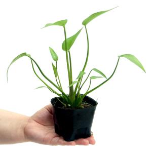 (ビオトープ)水生植物 ミズアオイ(1ポット)...の詳細画像1