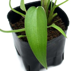 (ビオトープ)水生植物 ミズアオイ(1ポット)...の詳細画像2