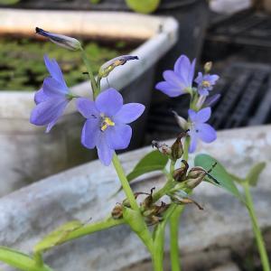 (ビオトープ)水生植物 ミズアオイ(1ポット)...の詳細画像3