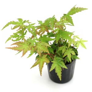 （山野草）盆栽　品種系モミジ　珊瑚閣（サンゴカク）３号（１ポット）（休眠状態）