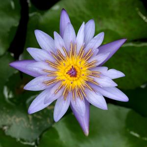 （ビオトープ）睡蓮　熱帯性睡蓮（スイレン）（水色）　エドワード・Ｄ・ウバー　（１ポット）（ムカゴ種）（休眠状態）