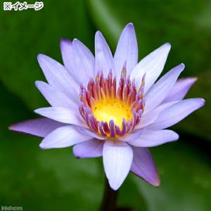 (ビオトープ)睡蓮 熱帯性睡蓮(スイレン)(水...の詳細画像1