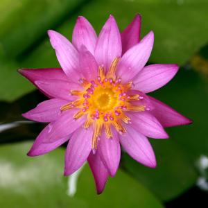 （ビオトープ）睡蓮　熱帯性睡蓮（スイレン）（桃）　インディペンデンス　Ｉｎｄｉｐｅｎｄｅｎｃｅ（１ポット）（ムカゴ種）（休眠状態）