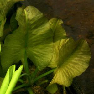 (ビオトープ)水生植物 河骨 ホッカイコウホネ...の詳細画像1