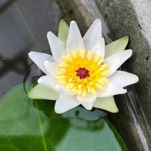 （ビオトープ）睡蓮　エゾベニヒツジグサ（１ポット）浮葉植物（休眠状態）