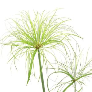 (ビオトープ)水生植物 パピルス(1ポット) ...の詳細画像1
