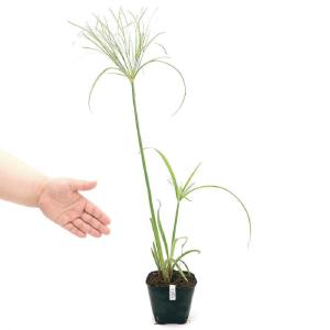 (ビオトープ)水生植物 パピルス(1ポット) ...の詳細画像2