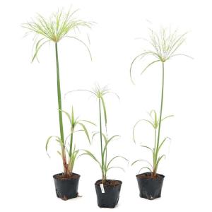 (ビオトープ)水生植物 パピルス(1ポット) ...の詳細画像3