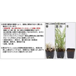 (ビオトープ)水生植物 パピルス(1ポット) ...の詳細画像4
