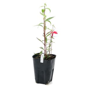 (ビオトープ)水生植物 紅花洋種サワギキョウ(...の詳細画像1