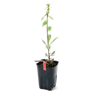 (ビオトープ)水生植物 桃花洋種サワギキョウ(...の詳細画像1