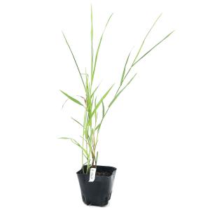 (ビオトープ)水生植物 ベニアシ(紅葦)(無農...の詳細画像1