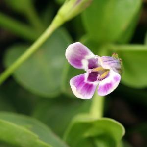 （ビオトープ）水生植物　桃花ヒトミソウ（１ポット）湿生植物　グランドカバー（休眠状態）