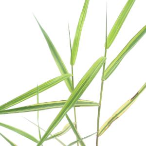 （ビオトープ）水生植物　黄斑ヒメアシ（黄金姫葦）（無農薬）（１ポット）湿生植物