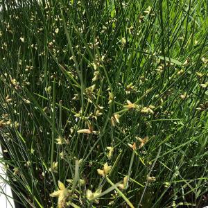 （ビオトープ）水生植物　イヌホタルイ（無農薬）（１ポット）　抽水〜湿性植物