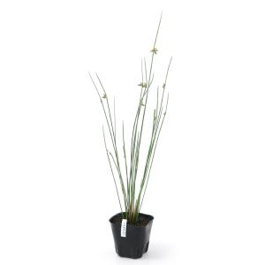 (ビオトープ)水生植物 イヌホタルイ(無農薬)...の詳細画像1