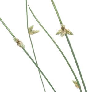 (ビオトープ)水生植物 イヌホタルイ(無農薬)...の詳細画像2