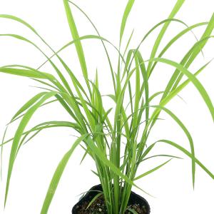 （ビオトープ）水生植物　お米の苗　古代米　西海観２４６号（サイカイカン）観賞用稲　３号（１ポット）（休眠状態）