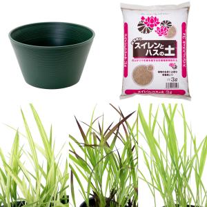 （ビオトープ）イネトープ　稲苗栽培セット　おまかせ稲苗３種＋睡蓮鉢（グリーン）＋固形肥料＋用土　観賞用稲　自由研究　本州四国限定