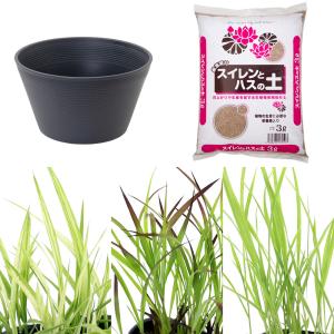（ビオトープ）イネトープ　稲苗栽培セット　おまかせ稲苗３種＋睡蓮鉢（グレー）＋固形肥料＋用土　観賞用稲　自由研究　本州四国限定