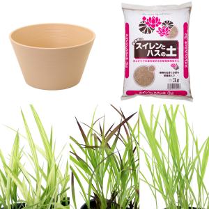 （ビオトープ）イネトープ　稲苗栽培セット　おまかせ稲苗３種＋睡蓮鉢（ベージュ）＋固形肥料＋用土　観賞用稲　自由研究　本州四国限定