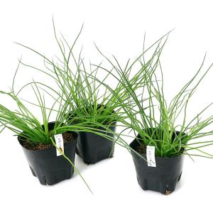 (ビオトープ)水生植物 ミズニラモドキ(1ポッ...の詳細画像1