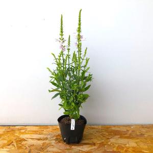(観葉植物)ハナトラノオ(フィソステギア バー...の詳細画像1