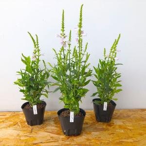 (観葉植物)ハナトラノオ(フィソステギア バー...の詳細画像2